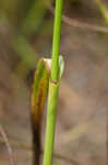 Rufous bulrush